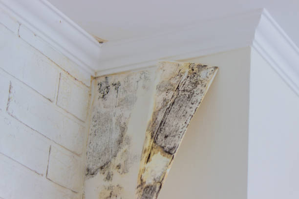 Best Residential Mold Inspection & Testing  in Fort Worth, TX